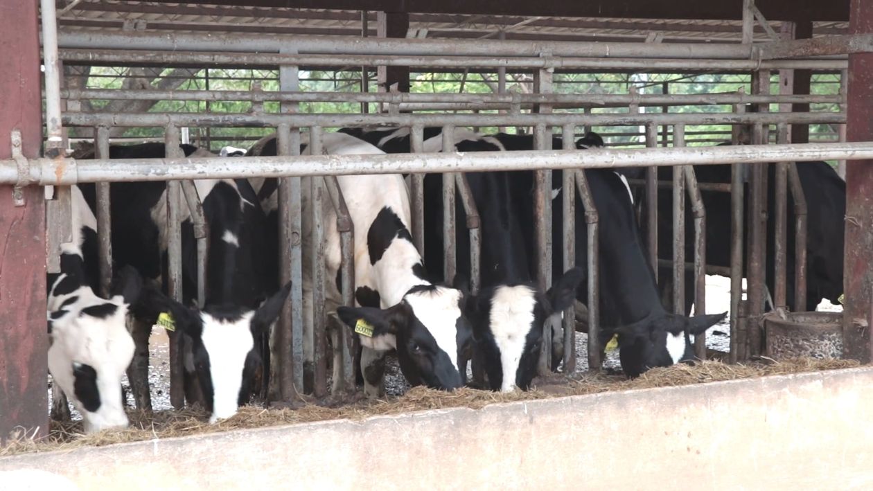Cows being fed at a shelter